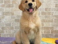 Evinizin neşesi golden bebişler her yere kapıda öde