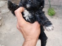 Nadir siyah maltipoo show