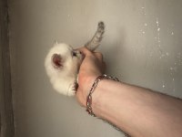 Tatlış british shorthair bebekler