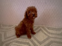 Kore toy poodle yavrularımız
