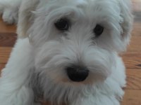 Maltese terrier 6 aylık