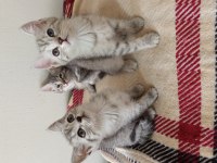 British Shorthair Yavrularımız Yeni Ailelerini Bekliyor