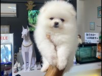Kartopu Pomeranian Dişi Yavrumuz