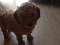 Yavru erkek toy poodle