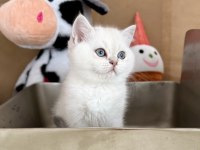 Dişi Kardeşler British Shorthair