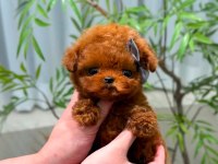 SAFKAN TOY POODLE YAVRULARIMIZ