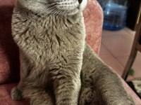 Erkek scottish fold kedimi sahiplendireceğim