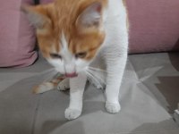SARMAN DİŞİ KEDİMİZ