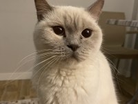 1 yaşında british shorthair