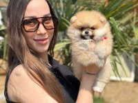 Mini Ayıcık Surat Pomeranian Özel Üretim