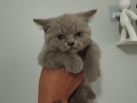 2 aylık British shorthair dişi