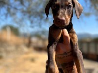 Safkan Doberman Yavruları