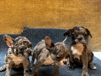 French bulldog yavrularımız ırk garantilidir