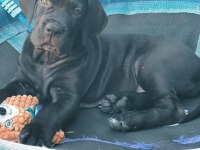 Muhteşem cane corso bebekler güvenli kapıya teslim