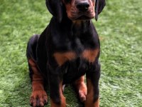 Dişi erkek doberman kapıda ödemeli güvenli sistem