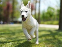 Husky yavrular