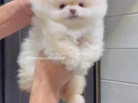 Pomeranian Bebek Köpeklerimiz