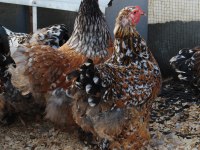 PORSELEN BRAHMA KULUÇKALIK YUMURTA & CİVCİV