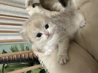 Safkan British Longhair değerinde verilir