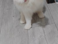British longhair yetişkin dişi