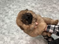 Dişi 6 Mart Doğumlu Chow Chow