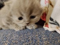 Yavru british shorthair