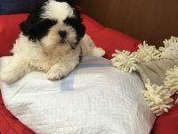 IRK GARANTİLİ SHİH TZU YAVRULARI