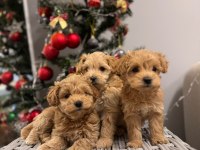 Maltipoo tüy dökmez ve büyümez