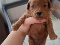 Evde Büyüyen Poodle Kalitesinde Maltipoo Bebekler