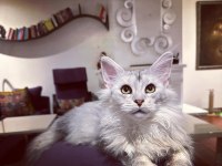 Safkan maine coon - Tecrübeli ömürlük aileler aranıyor