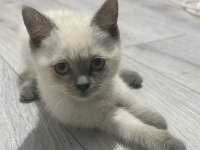ÇOK OYUNCU Scottish / British fold Blue point Yavrular