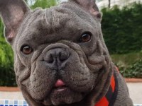 Top kalite Blue french bulldog yavrular
