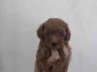 2 erkek bir dışı safkan poodle yavrularımız 45 gunluk