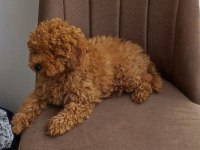 Safkan şecereli toy poodle