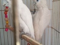 Gerçek Yavru Kakadu Yavruları