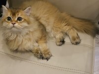British longhair prens yeni yuvasını bekliyor