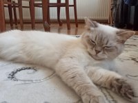 British Shorthair Dişi