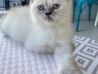 Sahiplendirme british longhair