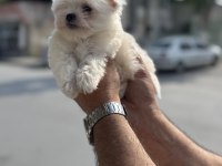 A kalite teacup 2.5 kg garantili erkek maltese yavrumuz