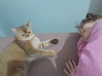 Dişi golden british shorthair