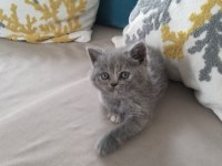 DENİZLİ CİNS YAVRU KEDİLER
