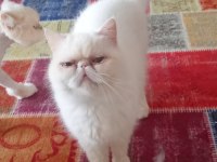 Exotic shorthair beyaz dişi