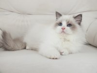 Full şecereli ragdoll yavruları