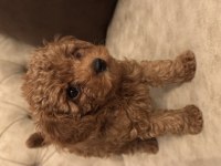 2,5 aylık orjinal toy poodle