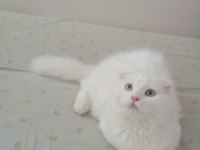 Uyguna Brittish Longhair Acil 6 Aylık Erkek
