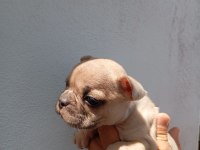 Lilac Fawn French Bulldog Yavrularımız