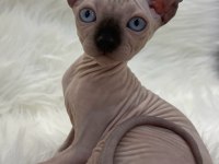 Sphynx sfenks dişi erkek