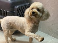 2 Kardeş Poodle Sahiplendirme