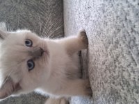 2 aylık erkek british shorthair
