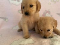 Türünün tek örneği baby Golden Retriever Orjinal